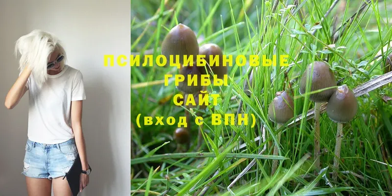 где можно купить наркотик  Кувандык  Галлюциногенные грибы Psilocybine cubensis 